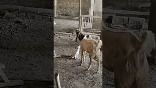 Thumbnail: Funny Puppy Teasing Goat 😂