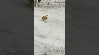 Thumbnail: The Funniest Farm Chase You'll See Today