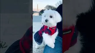 Thumbnail: Puppy's Christmas in DC