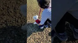 Thumbnail: Puppy's First Time at the Beach