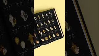 Thumbnail: Seashells: A Compendium of Five Thousand of the World's Species
