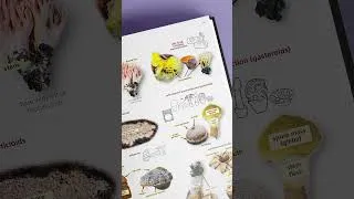 Thumbnail: Fungi of Temperate Europe: Keys to the Basidiomycotes