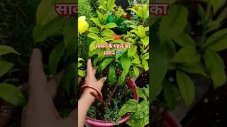 Thumbnail: सावन के पहले का सावन Monsoon Garden ☔ Priya Gardenhub 🌼 #shorts #sawan #monsoongarden