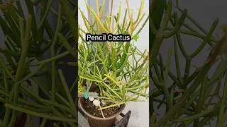 Thumbnail: अनोखा पौधा Firecracker 🧨 Pencil Cactus Care 🌵#shorts #pencilcactus #firecrackerplant