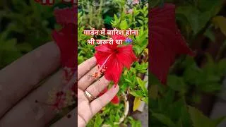 Thumbnail: बगीचे में बारिश होने से फूलों को राहत ☔ Terrace Garden in Rain #shorts #terracegarden #gardeninrain