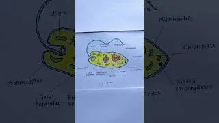 Thumbnail: Euglena Diagram Easy Drawing | Labeled Biology Diagram #shorts