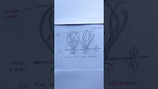 Thumbnail: Male and Female Vallisneria Plant Diagram Easy Drawing | Biology Shorts #shorts