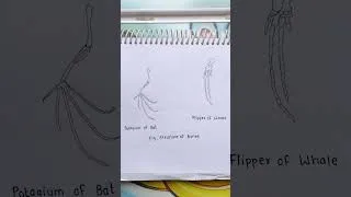 Thumbnail: Structure of Bones Diagram | Easy Biology Drawing 🦴 #shorts
