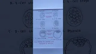 Thumbnail: Process of Cleavage and Formation of Blastula Diagram | Easy Biology Drawing #shorts
