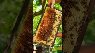 Thumbnail: 3 AMAZING Ways to Harvest PURE Honey From Beehives 🍯🐝