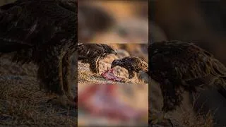 Thumbnail: Wait For End  😱🦅 #trending #shorts