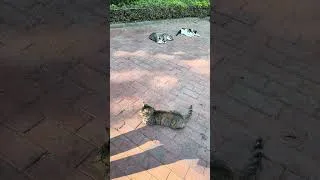 Thumbnail: Talking to the cats in Istanbul
