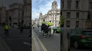 Thumbnail: Lucky to see 2 of 110  horses across London.