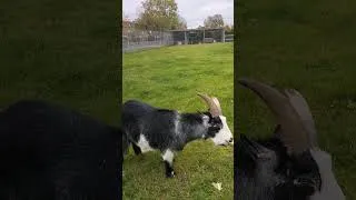 Thumbnail: 🐐Goat Farm