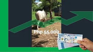 Thumbnail: ₱27,000 Kinita sa Pagbenta ng Isang Baka 🐮 | Income in one Bull 🐮