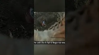 Thumbnail: 76 lives saved by a soldier