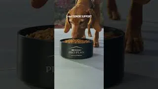 Thumbnail: Pro Plan AdvantEDGE Senior Support+ Dog Food #SeniorDogFood #AdvantEDGEDogFood #Shorts