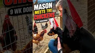Thumbnail: 🐥 9-Wk Doberman "Mason" Meets Chickens—This Puppy’s Calm Confidence Says EVERYTHING!​