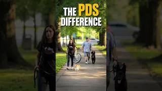 Thumbnail: 🐾 PDS Difference: Trained Dogs Meet New Dogs Calmly | Home Raised / Family Trained at PDS