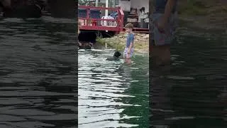 Thumbnail: Swim A Schnauzer Day "U Litter" v Prufenpuden | 7-Wk Giant Schnauzer Puppies Take Their FIRST SWIM!