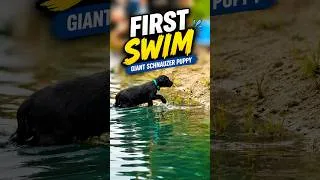 Thumbnail: "Ursa" von Prufenpuden | 7-Wk Giant Schnauzer Puppy Takes Her FIRST SWIM! 💦