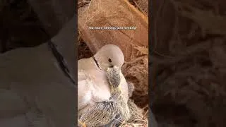Thumbnail: Enough Netting!