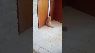 Thumbnail: Goockie 😳.... du Spanner 🤏😉 #cat #fun