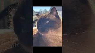 Thumbnail: A Tribute To Simon - Farewell To A Friend