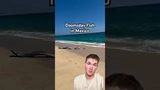 Thumbnail: 2 Doomsday Fish washed up on beach
