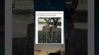Thumbnail: Dogs are soo innocent ❤️#dog #doglover #viralvideo