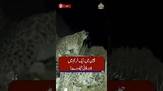 Thumbnail: Four Snow Leopards in One Frame !