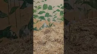 Thumbnail: Guess The Name 📛 #snake #reptiles #worlddangerous #snakes #snakevideo