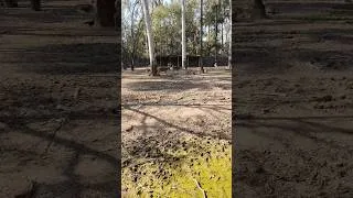 Thumbnail: Amazing Deers ❤️ | Group Of Deers #deers