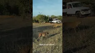 Thumbnail: One Hunt .. 3 Dangerous Leopard.  watch what happens next..