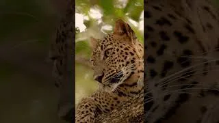 Thumbnail: Kuweni – The Princess of Wilpattu National Park.