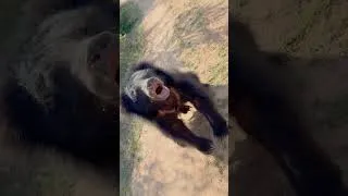 Thumbnail: Sloth Bear Jumps at Our Jeep in Yala! 🐻😱