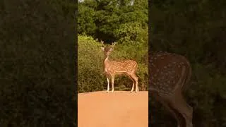 Thumbnail: Yala National Park Adventure | Rare Leopard Behavior, Elephant Charge & Wild Encounters | Vlog 9