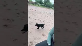 Thumbnail: Barn Dog Zoomies ➡️ PEMF Recovery ⚡️