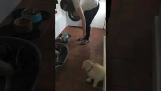 Thumbnail: Puppy Feeding Protocol - Harley's First Time
