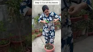 Thumbnail: ​Summer Alert: मरते हुए पौधे को ऐसे बचाओ! #shorts ##pupstoplant