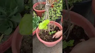 Thumbnail: 3 Reasons Why Your Plant Is Not Growing #shorts