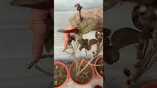 Thumbnail: 1 Trick to Make Your Plants Bushy 🌿 Simple Gardening Tip #shorts