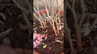Thumbnail: Plant Yellow Ho Raha? Stop Overwatering #shorts