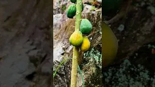 Thumbnail: Fresh Fruits ...🍐🍒🍋#shortsfeed #shorts #freshfruits #gardening #organicgardening #backyardgarden
