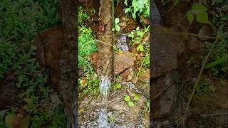 Thumbnail: Pure Water 🌱 #asmr #shorts #nature #shortsfeed