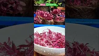 Thumbnail: Microgreens🌱💚From My home garden  #shorts #microgreens #pureplot  #gardening #plants #homegarden