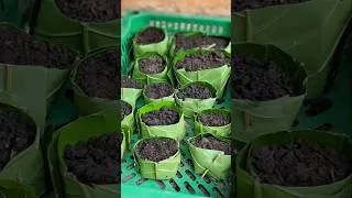Thumbnail: #pureplot #garden #shorts #plants #gardening