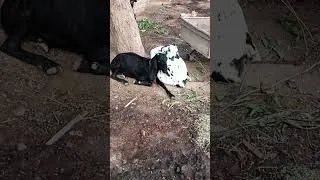 Thumbnail: Best Friends Nap Time 🐐 Black Goat Hugging White Goat #shorts