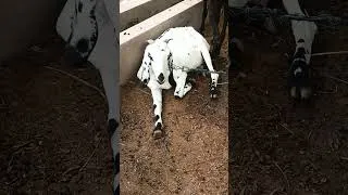 Thumbnail: "When the owner says 'stand up' and he does THIS 😂"