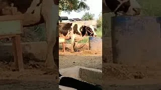 Thumbnail: Cute Cow Is Looking Sad😭 #shorts